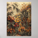 Suche nach botanische poster Vintage botanische illustration