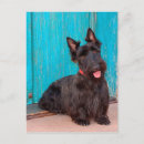 Suche nach mein schottischer terrier postkarten Hund