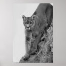 Suche nach schwarzer löwe poster Wildtiere