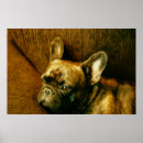 Suche nach hunde fotografie poster Fotos