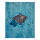 Suche nach schnorcheln poster Fisch