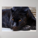 Suche nach schwarze panther poster Wildtiere