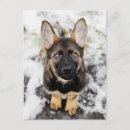 Suche nach babytiere postkarten Welpe