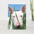 Suche nach bullterrier karten Hund