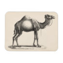 Suche nach kamel magnete Wüste