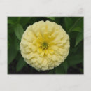 Suche nach zinnia blume postkarten Hübsch
