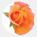 Suche nach orange rose aufkleber Kühn