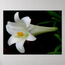 Suche nach rosenblüte poster Natur