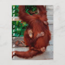 Suche nach orang utans postkarten Borneo