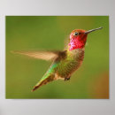 Suche nach vogel fotos poster Fotografie