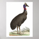 Suche nach cassowary poster Tier