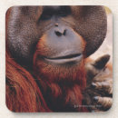 Suche nach primate untersetzer Orang utan