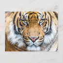 Suche nach tiger foto postkarten Dschungel