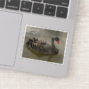 Suche nach schwarzer schwan aufkleber Foto
