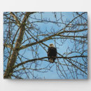 Suche nach adler fotoplatten Natur