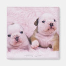 Suche nach englische bulldoggen magnete Horizontal
