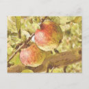 Suche nach äpfel postkarten Frucht
