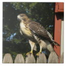 Suche nach falke fliesen Vogelvogel