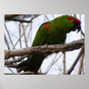 Suche nach conure poster Papagei