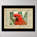 Suche nach vogelbilder poster Vogelvogel