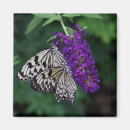 Suche nach kite magnete Schmetterling