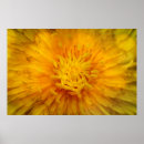 Suche nach gelber löwenzahn poster Blüte