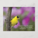Suche nach goldfinch poster postkarten Vogelbeobachtung