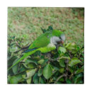 Suche nach papageien fliesen Vogel