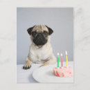 Suche nach mops party postkarten Haustier