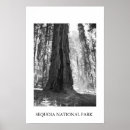 Suche nach mammutbaum poster Wald