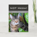 Suche nach meow an karten Miauen