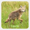 Suche nach coyote aufkleber Koyoten