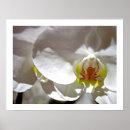 Suche nach weiße orchidee poster Mit blumen