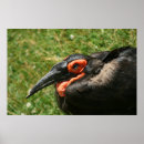 Suche nach afrikanische vögel poster Tier