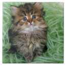 Suche nach pelz fliesen Niedlich