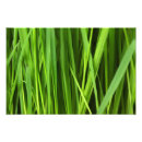 Suche nach gras pflanze poster Grün