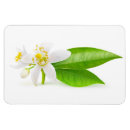 Suche nach floh magnete Blume