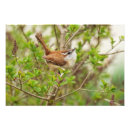 Suche nach zaunkönig poster Wild lebende tiere