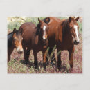 Suche nach wildpferde postkarten Nevada