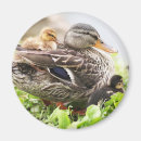 Suche nach entlein magnete Babytiere