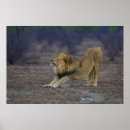 Suche nach panthera poster Löwe