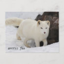 Suche nach arctic fox poster Tiere