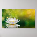 Suche nach lotus flower poster Blume