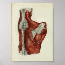Suche nach schultern poster Anatomie