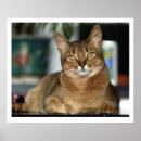 Suche nach löwe augen poster Tiger