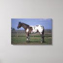 Suche nach appaloosa leinwandbilder Bob sprache