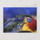 Suche nach tautropfen poster Rot