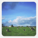 Suche nach holsteiner rinder aufkleber Tier