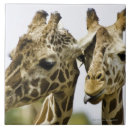 Suche nach wild lebende tiere fliesen Giraffe