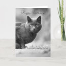Suche nach black cat karten Fotografie